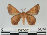 中文名:小窗蠶蛾(2397-301)學名:Prismostica fenestrata Butler, 1880(2397-301)