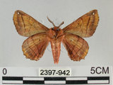 中文名:小窗蠶蛾(2397-942)學名:Prismostica fenestrata Butler, 1880(2397-942)