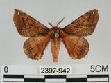 中文名:小窗蠶蛾(2397-942)學名:Prismostica fenestrata Butler, 1880(2397-942)
