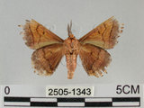 中文名:小窗蠶蛾(2505-1343)學名:Prismostica fenestrata Butler, 1880(2505-1343)