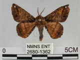 中文名:小窗蠶蛾(2680-1362)學名:Prismostica fenestrata Butler, 1880(2680-1362)