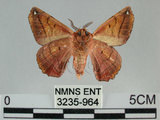 中文名:小窗蠶蛾(3235-964)學名:Prismostica fenestrata Butler, 1880(3235-964)