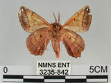 中文名:小窗蠶蛾(3235-842)學名:Prismostica fenestrata Butler, 1880(3235-842)