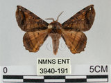中文名:小窗蠶蛾(3940-191)學名:Prismostica fenestrata Butler, 1880(3940-191)