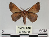 中文名:小窗蠶蛾(4095-88)學名:Prismostica fenestrata Butler, 1880(4095-88)