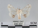 中文名:黑點白蠶蛾(246-207)學名:Ernolatia moorei (Hutton, 1865) (246-207)