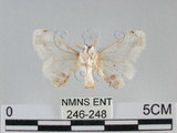 中文名:黑點白蠶蛾(246-248)學名:Ernolatia moorei (Hutton, 1865)(246-248)