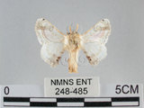 中文名:黑點白蠶蛾(248-485)學名:Ernolatia moorei (Hutton, 1865)(248-485)