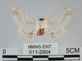 中文名:黑點白蠶蛾(511-2804)學名:Ernolatia moorei (Hutton, 1865)(511-2804)