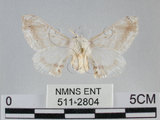 中文名:黑點白蠶蛾(511-2804)學名:Ernolatia moorei (Hutton, 1865)(511-2804)
