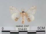 中文名:黑點白蠶蛾(514-91)學名:Ernolatia moorei (Hutton, 1865)(514-91)
