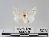 中文名:黑點白蠶蛾(514-509)學名:Ernolatia moorei (Hutton, 1865)(514-509)