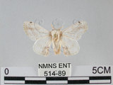 中文名:黑點白蠶蛾(514-89)學名:Ernolatia moorei (Hutton, 1865)(514-89)
