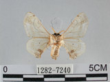 中文名:黑點白蠶蛾(1282-7240)學名:Ernolatia moorei (Hutton, 1865)(1282-7240)