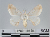 中文名:黑點白蠶蛾(1282-10470)學名:Ernolatia moorei (Hutton, 1865)(1282-10470)