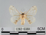 中文名:黑點白蠶蛾(1282-6388)學名:Ernolatia moorei (Hutton, 1865)(1282-6388)