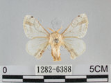 中文名:黑點白蠶蛾(1282-6388)學名:Ernolatia moorei (Hutton, 1865)(1282-6388)