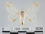 中文名:黑點白蠶蛾(1282-10269)學名:Ernolatia moorei (Hutton, 1865)(1282-10269)