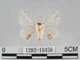 中文名:黑點白蠶蛾(1282-10456)學名:Ernolatia moorei (Hutton, 1865)(1282-10456)