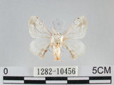 中文名:黑點白蠶蛾(1282-10456)學名:Ernolatia moorei (Hutton, 1865)(1282-10456)