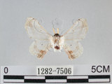 中文名:黑點白蠶蛾(1282-7506)學名:Ernolatia moorei (Hutton, 1865)(1282-7506)