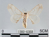 中文名:黑點白蠶蛾(1282-6368)學名:Ernolatia moorei (Hutton, 1865)(1282-6368)