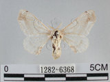 中文名:黑點白蠶蛾(1282-6368)學名:Ernolatia moorei (Hutton, 1865)(1282-6368)