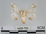 中文名:黑點白蠶蛾(1428-792)學名:Ernolatia moorei (Hutton, 1865)(1428-792)