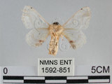 中文名:黑點白蠶蛾(1592-851)學名:Ernolatia moorei (Hutton, 1865)(1592-851)