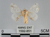 中文名:黑點白蠶蛾(1592-851)學名:Ernolatia moorei (Hutton, 1865)(1592-851)