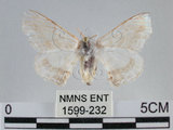 中文名:黑點白蠶蛾(1599-232)學名:Ernolatia moorei (Hutton, 1865)(1599-232)