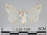 中文名:黑點白蠶蛾(2122-1109)學名:Ernolatia moorei (Hutton, 1865)(2122-1109)