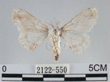 中文名:黑點白蠶蛾(2122-550)學名:Ernolatia moorei (Hutton, 1865)(2122-550)