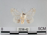 中文名:黑點白蠶蛾(2238-42)學名:Ernolatia moorei (Hutton, 1865)(2238-42)
