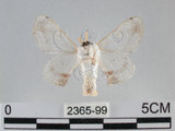 中文名:黑點白蠶蛾(2365-99)學名:Ernolatia moorei (Hutton, 1865)(2365-99)