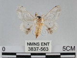 中文名:黑點白蠶蛾(3837-563)學名:Ernolatia moorei (Hutton, 1865)(3837-563)