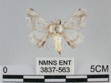 中文名:黑點白蠶蛾(3837-563)學名:Ernolatia moorei (Hutton, 1865)(3837-563)