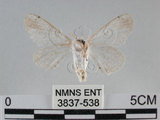 中文名:黑點白蠶蛾(3837-538)學名:Ernolatia moorei (Hutton, 1865)(3837-538)