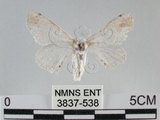 中文名:黑點白蠶蛾(3837-538)學名:Ernolatia moorei (Hutton, 1865)(3837-538)