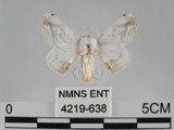 中文名:黑點白蠶蛾(4219-638)學名:Ernolatia moorei (Hutton, 1865)(4219-638)