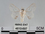 中文名:黑點白蠶蛾(4810-697)學名:Ernolatia moorei (Hutton, 1865)(4810-697)
