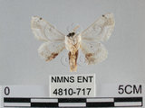 中文名:黑點白蠶蛾(4810-717)學名:Ernolatia moorei (Hutton, 1865)(4810-717)