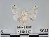 中文名:黑點白蠶蛾(4810-717)學名:Ernolatia moorei (Hutton, 1865)(4810-717)