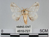 中文名:黑點白蠶蛾(4810-727)學名:Ernolatia moorei (Hutton, 1865)(4810-727)