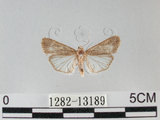 中文名:甜菜夜蛾(1282-13189)學名:Spodoptera exigua (Hubner, 1808) (1282-13189)