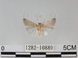中文名:甜菜夜蛾(1282-10889)學名:Spodoptera exigua (Hubner, 1808)(1282-10889)