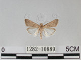 中文名:甜菜夜蛾(1282-10889)學名:Spodoptera exigua (Hubner, 1808)(1282-10889)