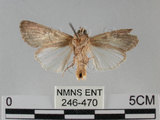 中文名:斜紋夜蛾(246-470)學名:Spodoptera litura (Fabricius, 1775) (246-470)