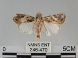 中文名:斜紋夜蛾(246-470)學名:Spodoptera litura (Fabricius, 1775) (246-470)