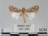 中文名:斜紋夜蛾(247-285)學名:Spodoptera litura (Fabricius, 1775)(247-285)